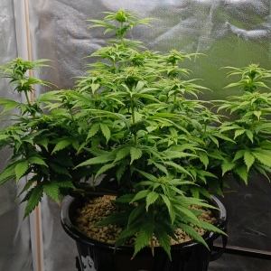 Girl Scout Cookies 10 January 2025.jpg