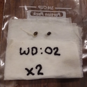 CN - WD-02 - 01 - 1st Seed Ready to Plant.jpg