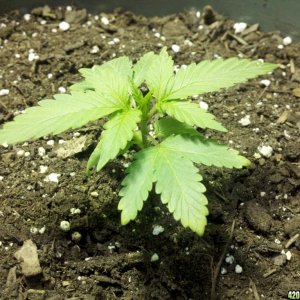 Yellowing on vegging indica strain