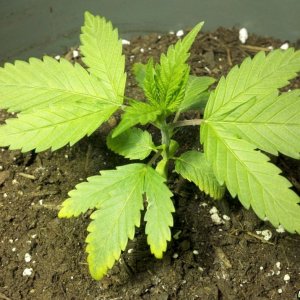 Yellowing on vegging indica strain