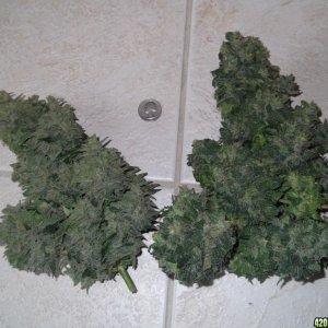 Easy Ryder Harvest(loose trim) 257 Grams wet(2 plants)