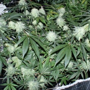 pineapple_express_plnt_d42flwr