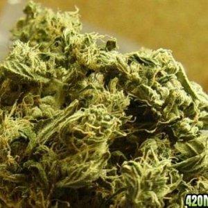 Sour Diesel closeup