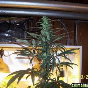 grow42907_003