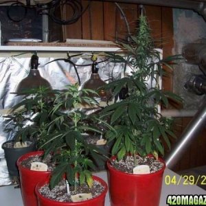 grow42907_006