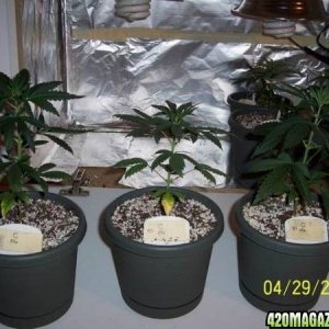 grow42907_009