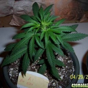 grow42907_011