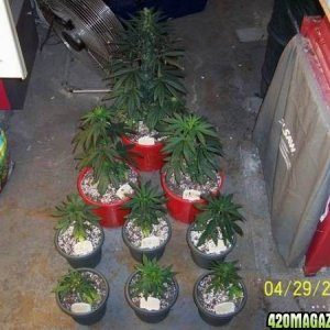 grow42907_012