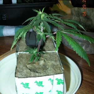 Transplanted to Hydro Hut