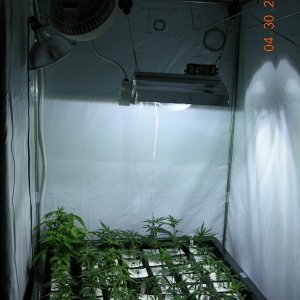 Clones in Vegatative growth