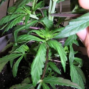 Issue - leafs growing funky