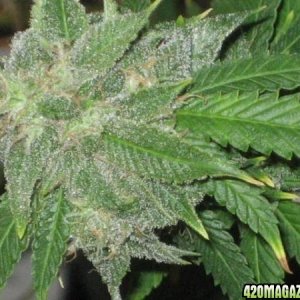 Crystally Cola Closer