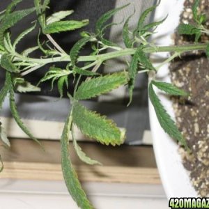 White Widow cutting sick3