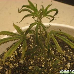 White Widow Cutting Sick