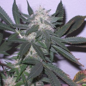 Blue Dream #2 Flowering Day 37