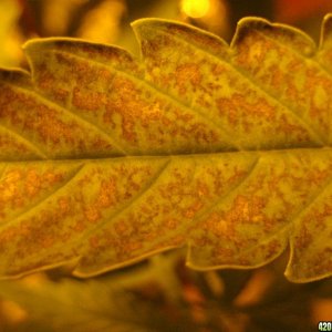 looking for diagnosies of plants