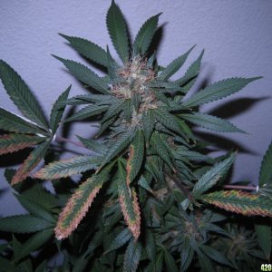 Blue Dream #2 Flowering Day 50