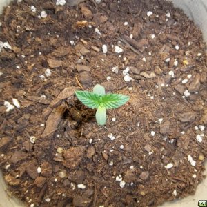 Bag seed 1