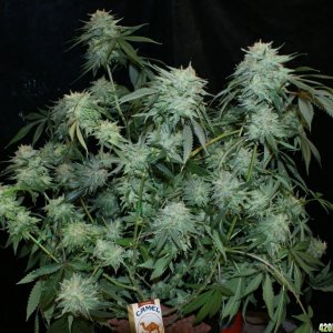 pineapple_express6