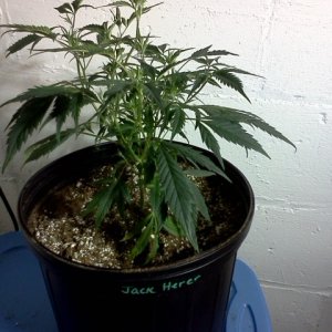 Jack Herer