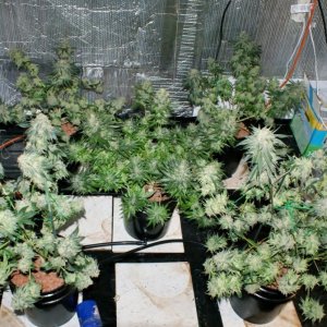 mums_harvest_day_60_flower