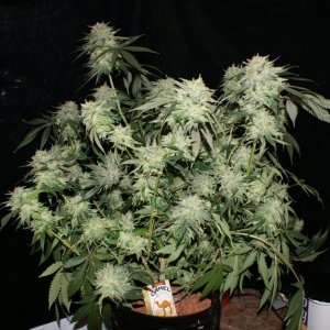 pineapple_express1_day_58_flower