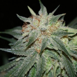 pineapple_express2_day_58_flower