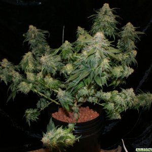 powerskunk4_day_60_flower