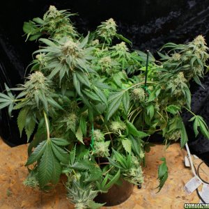 powerskunk_day_60_flower