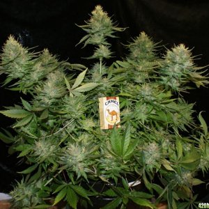 sensistar0_day_60_flower