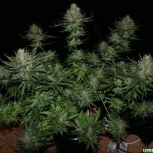 sensistar1_day_60_flower