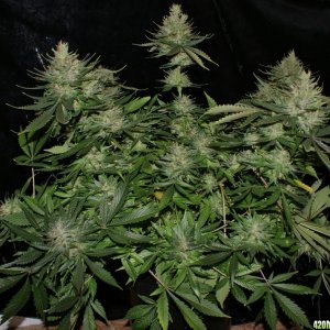 sensistar_day_60_flower