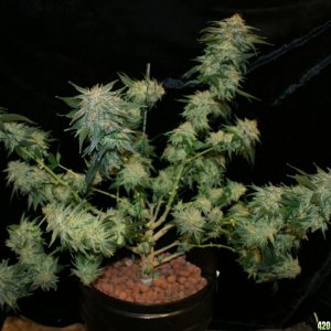 special0_day_60_flower