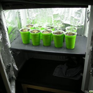 600 watt perpetual grow