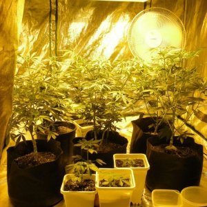 600 watt perpetual grow