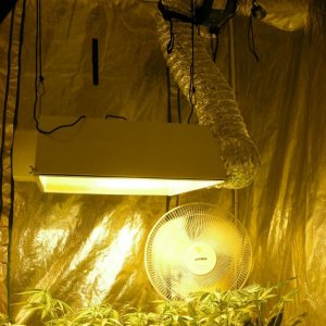 600 watt perpetual grow