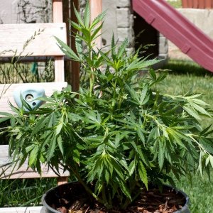 LBMoonHaze_outdoor_wk1_02