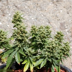 LBMoonHaze_outdoor_wk8_01