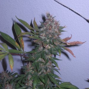 Blue Dream #2 Flowering Day 60