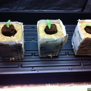 seedlings