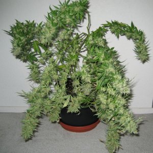 Blue Dream #2 Harvested 5/24/11, Flowered 65 Days