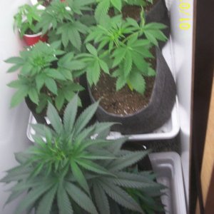 My 1st grow