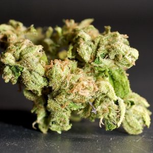 LBh_outdoor_buds_03