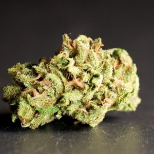 LBh_outdoor_buds_05