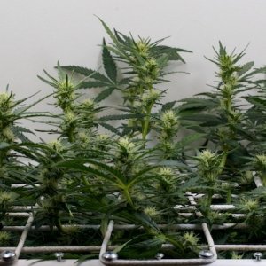 LBMH_indoor_scrog_01