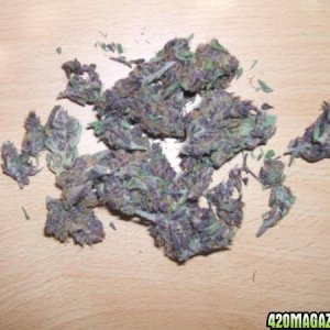 purple indica