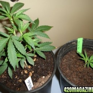 og kush clones