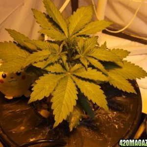 Nirvana Seeds "Medusa" Grow