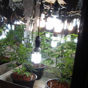 vegging clones