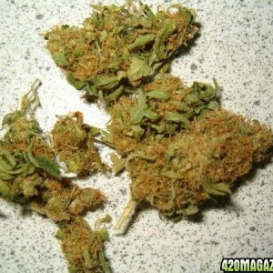 weed (silver haze)